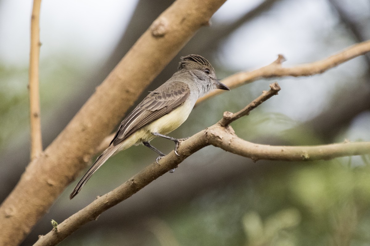 Brown-crested Flycatcher - ML70676431