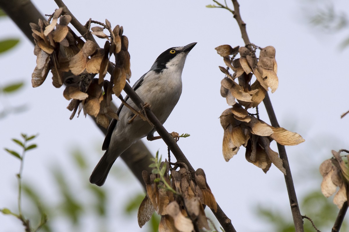 Hooded Tanager - ML70676441