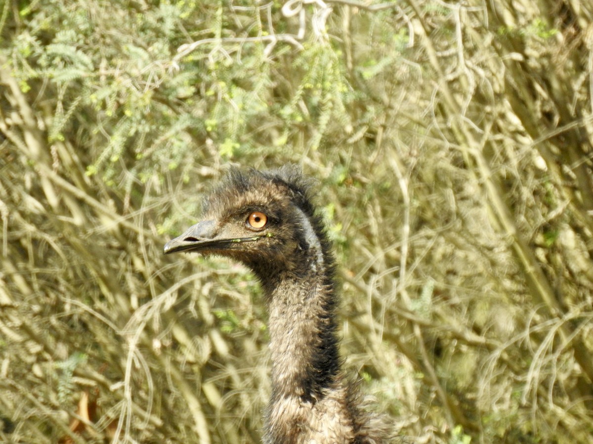 Emu - David Ratcliffe
