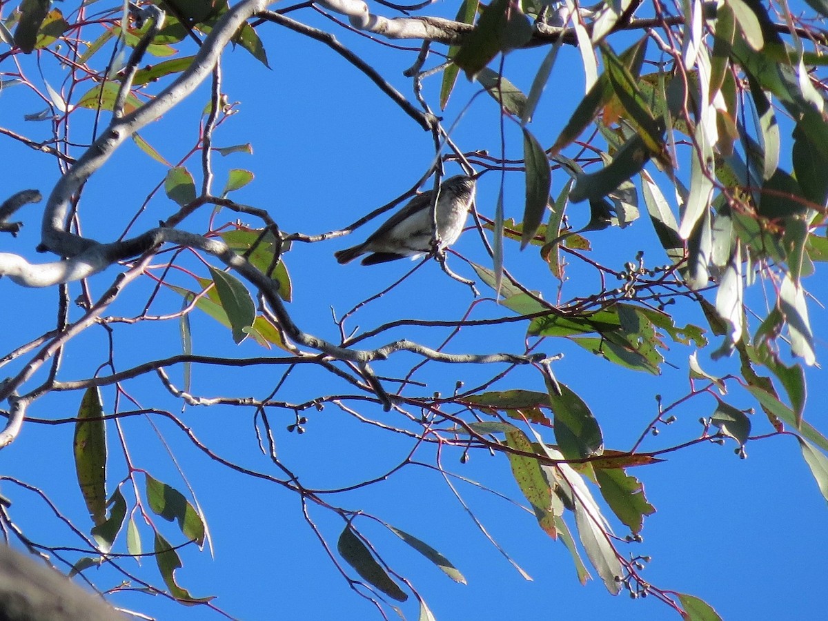 Black Honeyeater - ML70677341