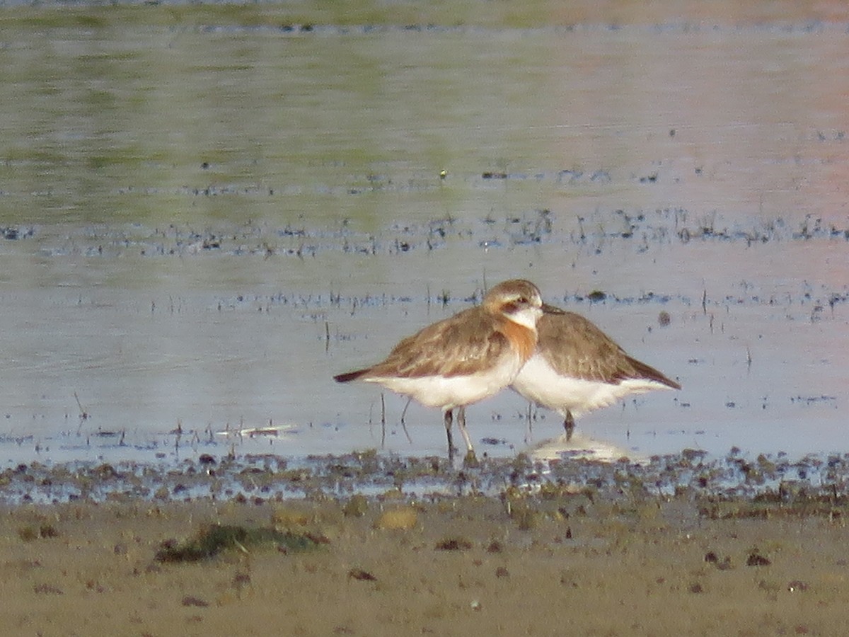 sand-plover sp. - Jack Noordhuizen