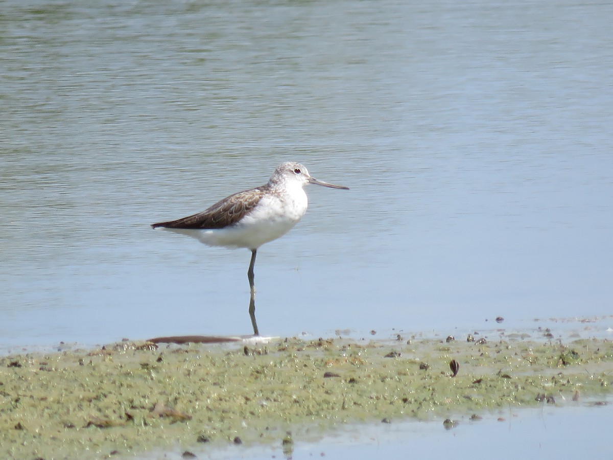 Common Greenshank - Jack Noordhuizen