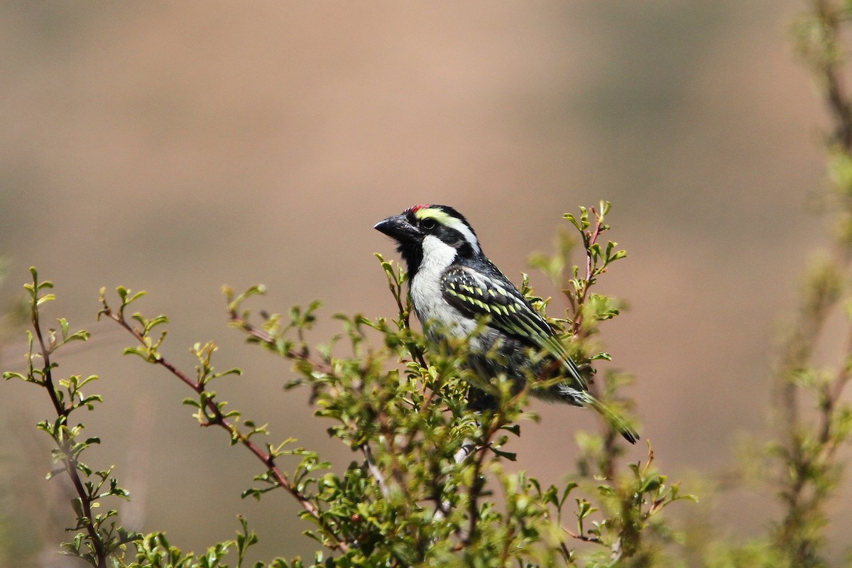 Pied Barbet - Christoph Moning