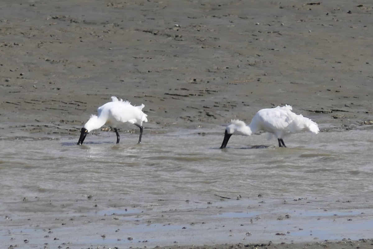 Royal Spoonbill - Jim Kirker