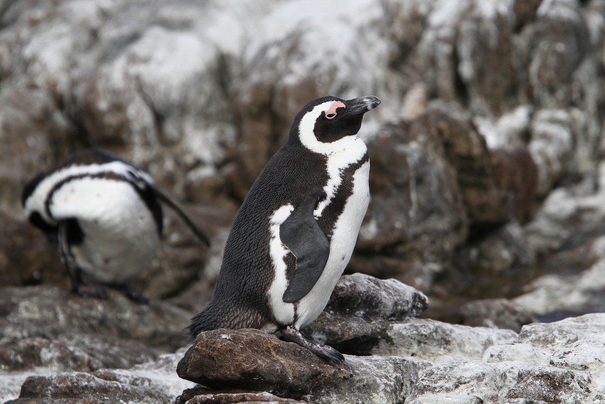 Pingüino de El Cabo - ML70681011