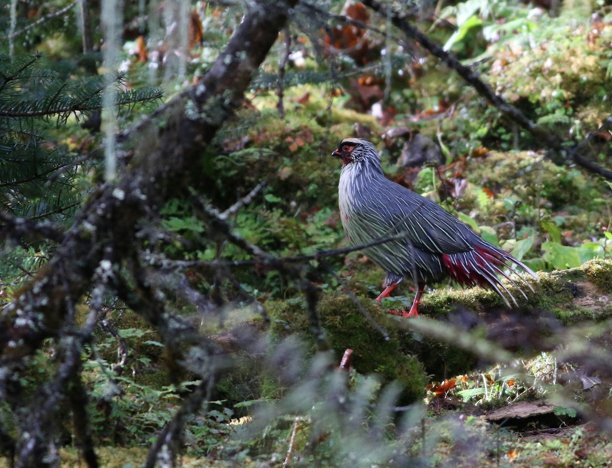 Blood Pheasant - ML70681431