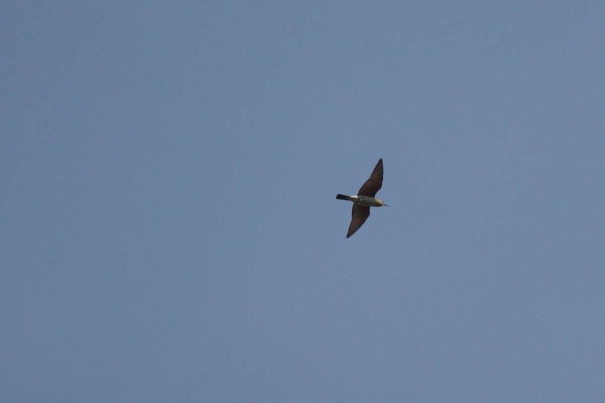 Blue-cheeked Bee-eater - ML70681781