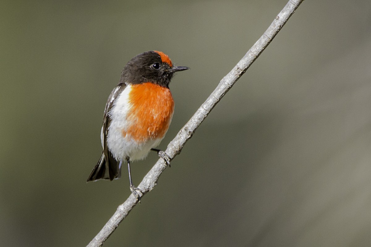 Red-capped Robin - ML70682071