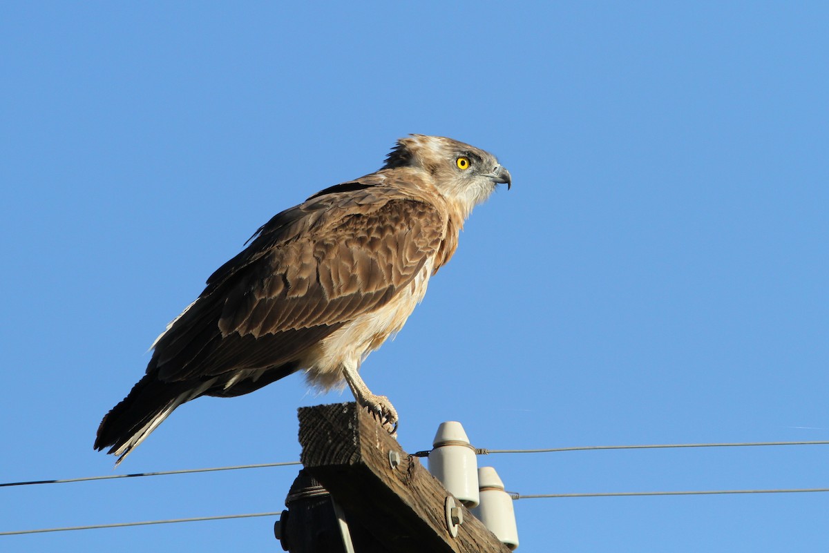 Black-chested Snake-Eagle - Christoph Moning