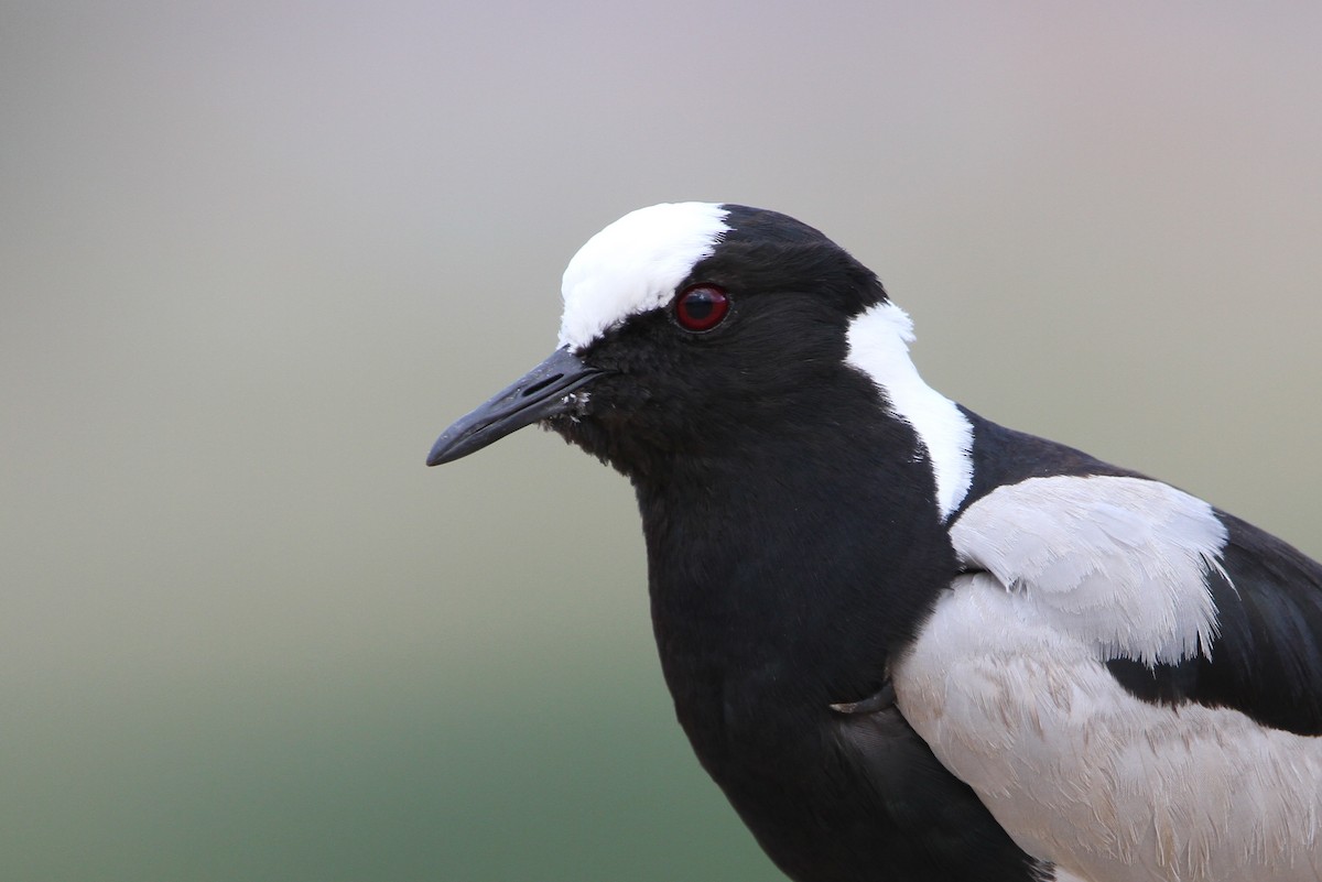 Blacksmith Lapwing - Christoph Moning