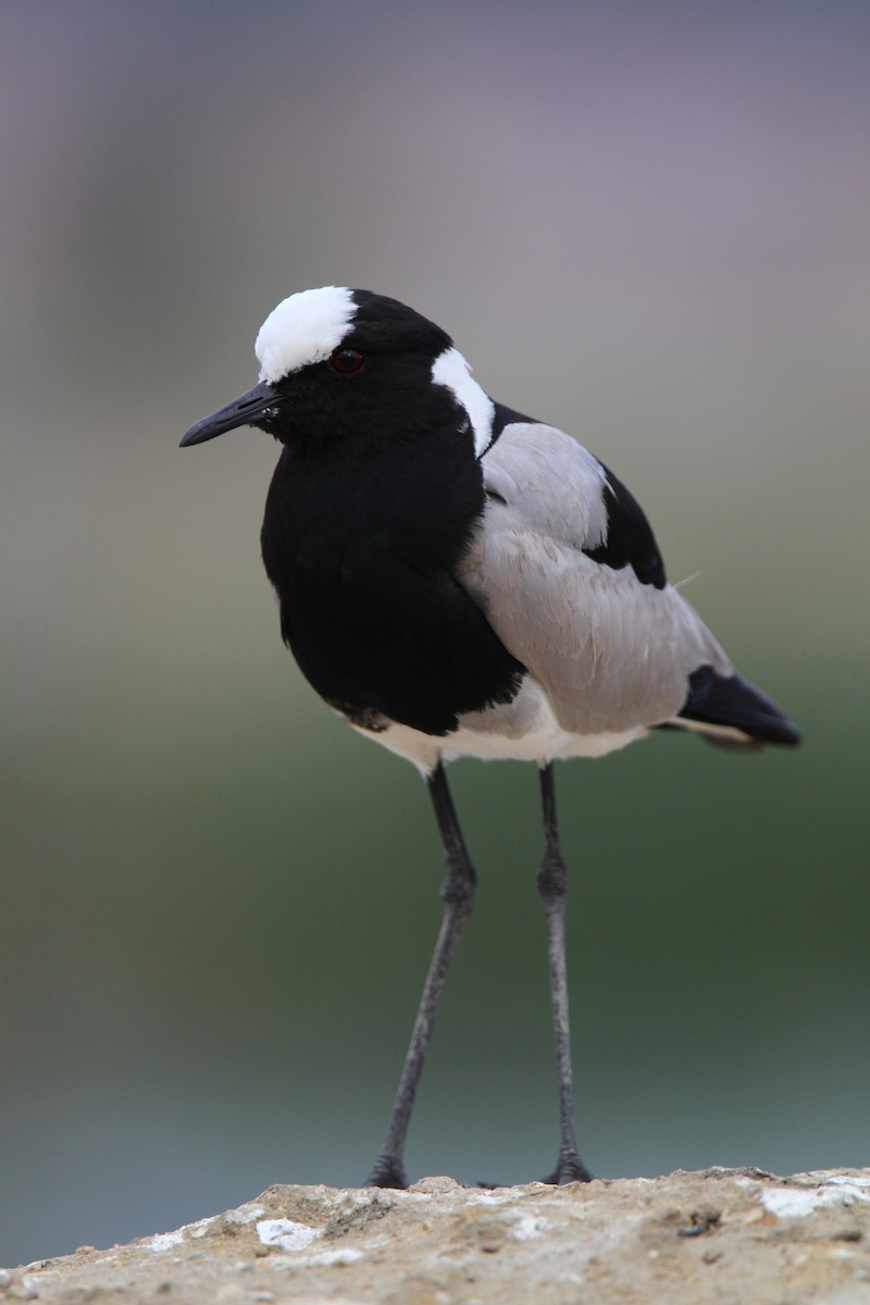 Blacksmith Lapwing - ML70683471