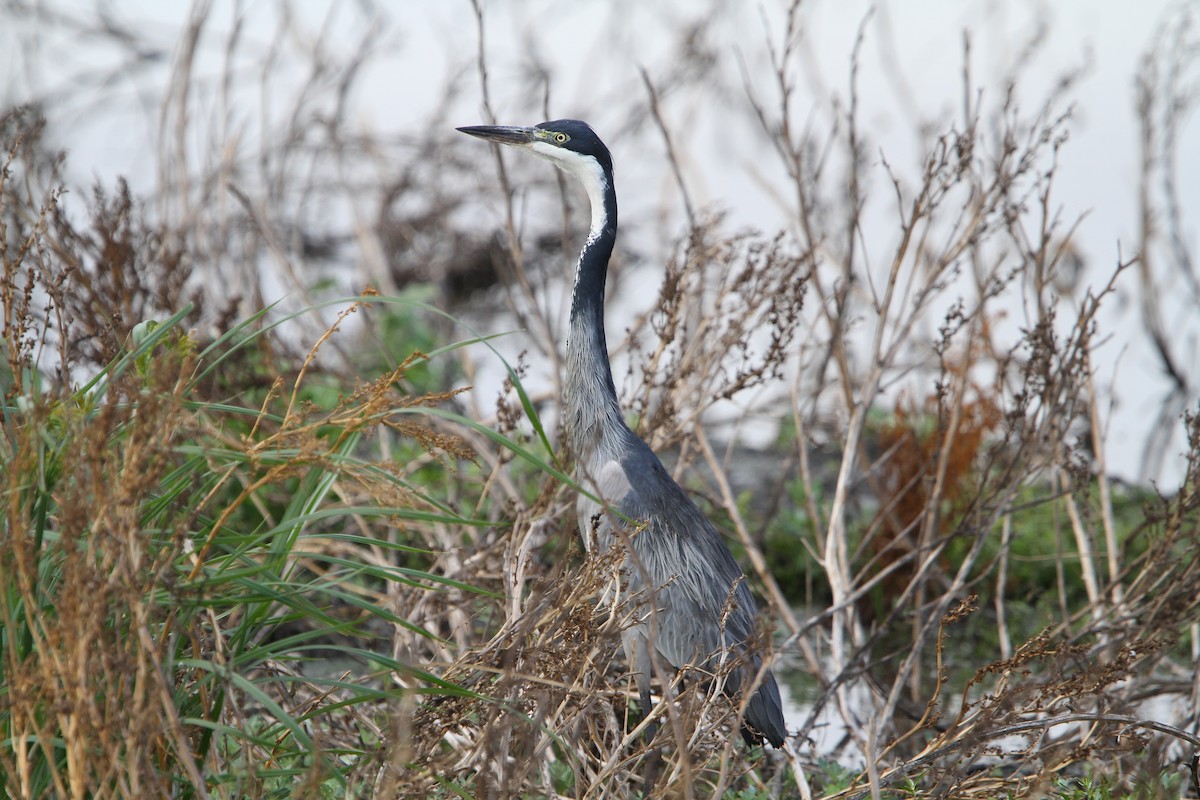 Black-headed Heron - ML70683481