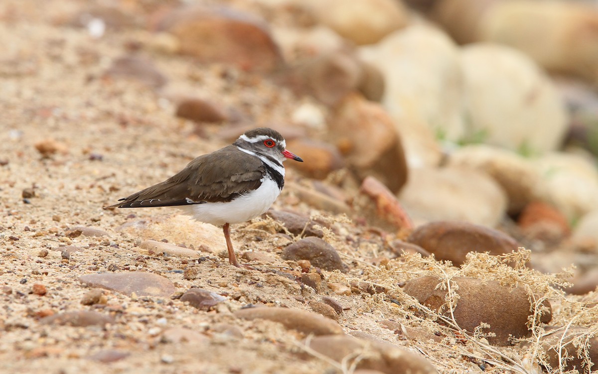 Three-banded Plover - Christoph Moning