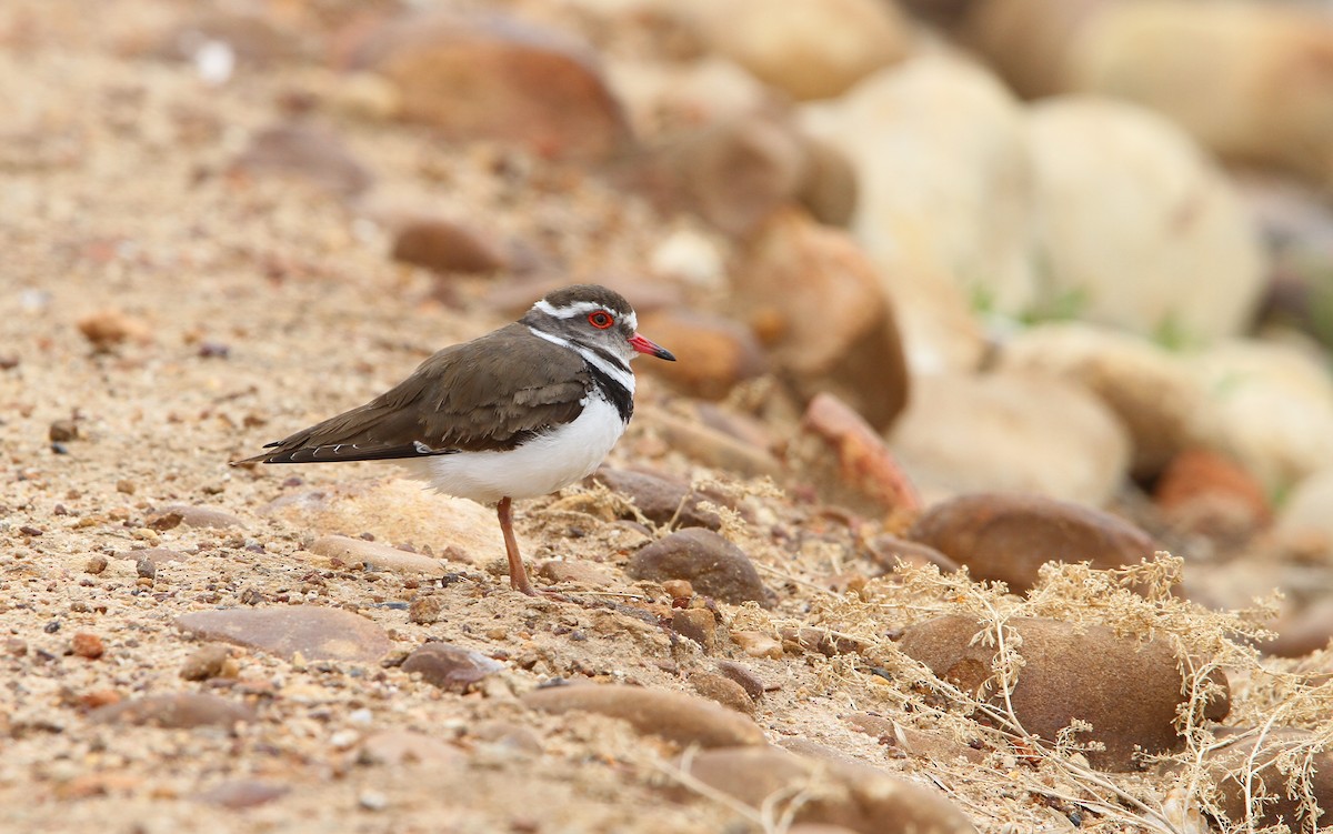 Three-banded Plover - ML70683761