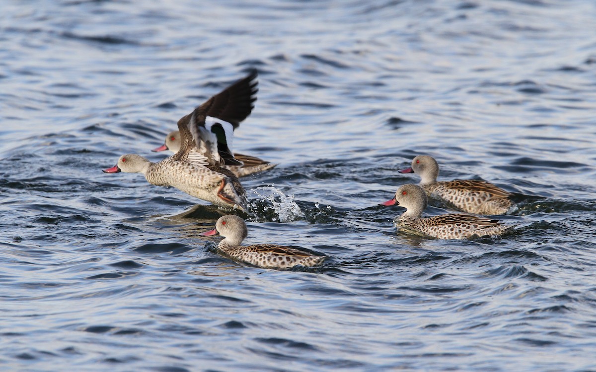 Cape Teal - Christoph Moning