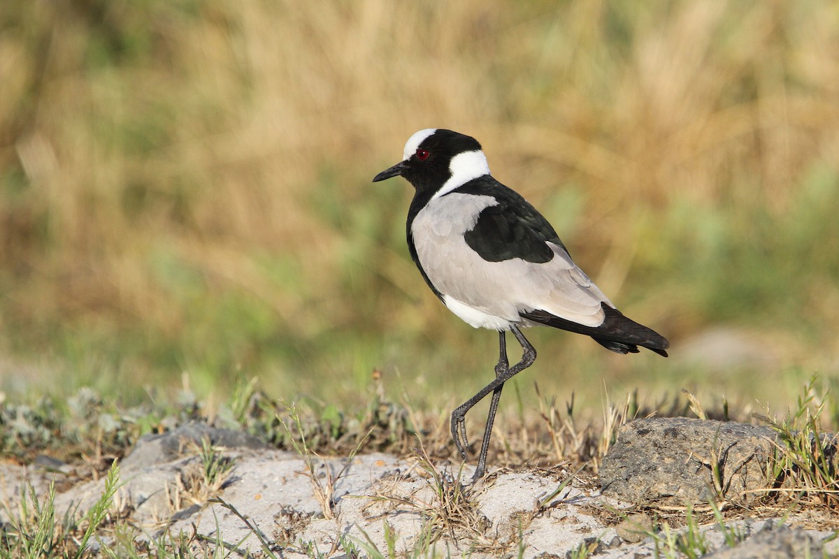 Blacksmith Lapwing - ML70683861