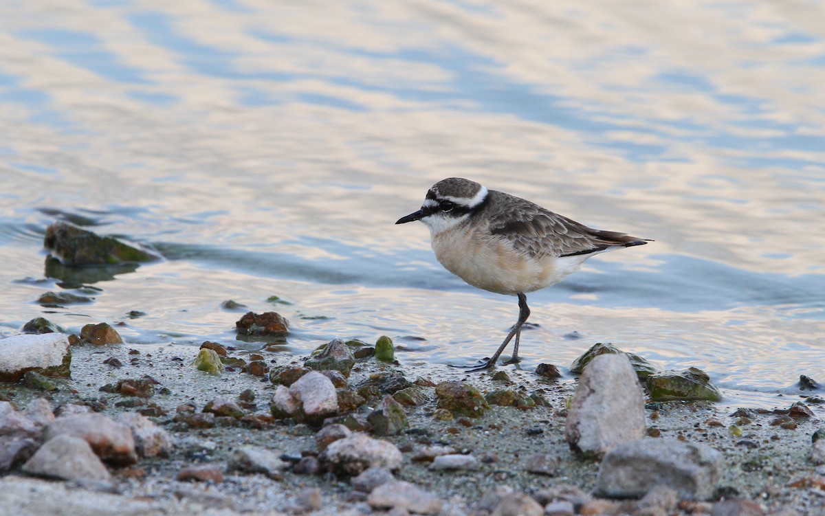 Kittlitz's Plover - ML70683941