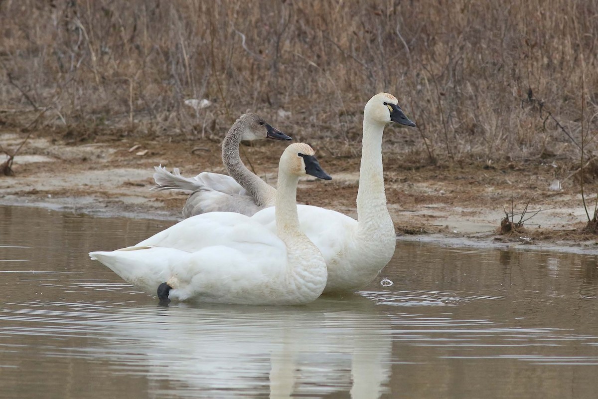 Tundra Swan (Whistling) - ML70683961