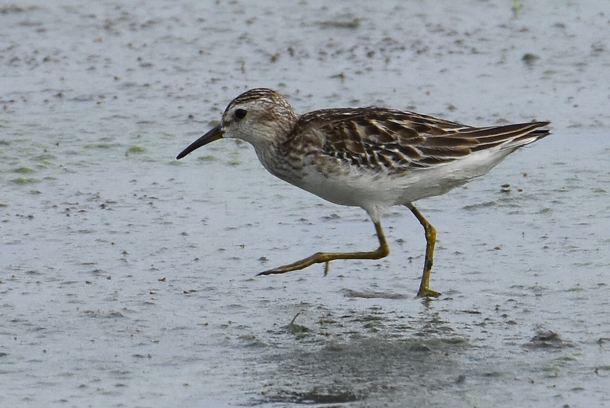 Long-toed Stint - ML70684001