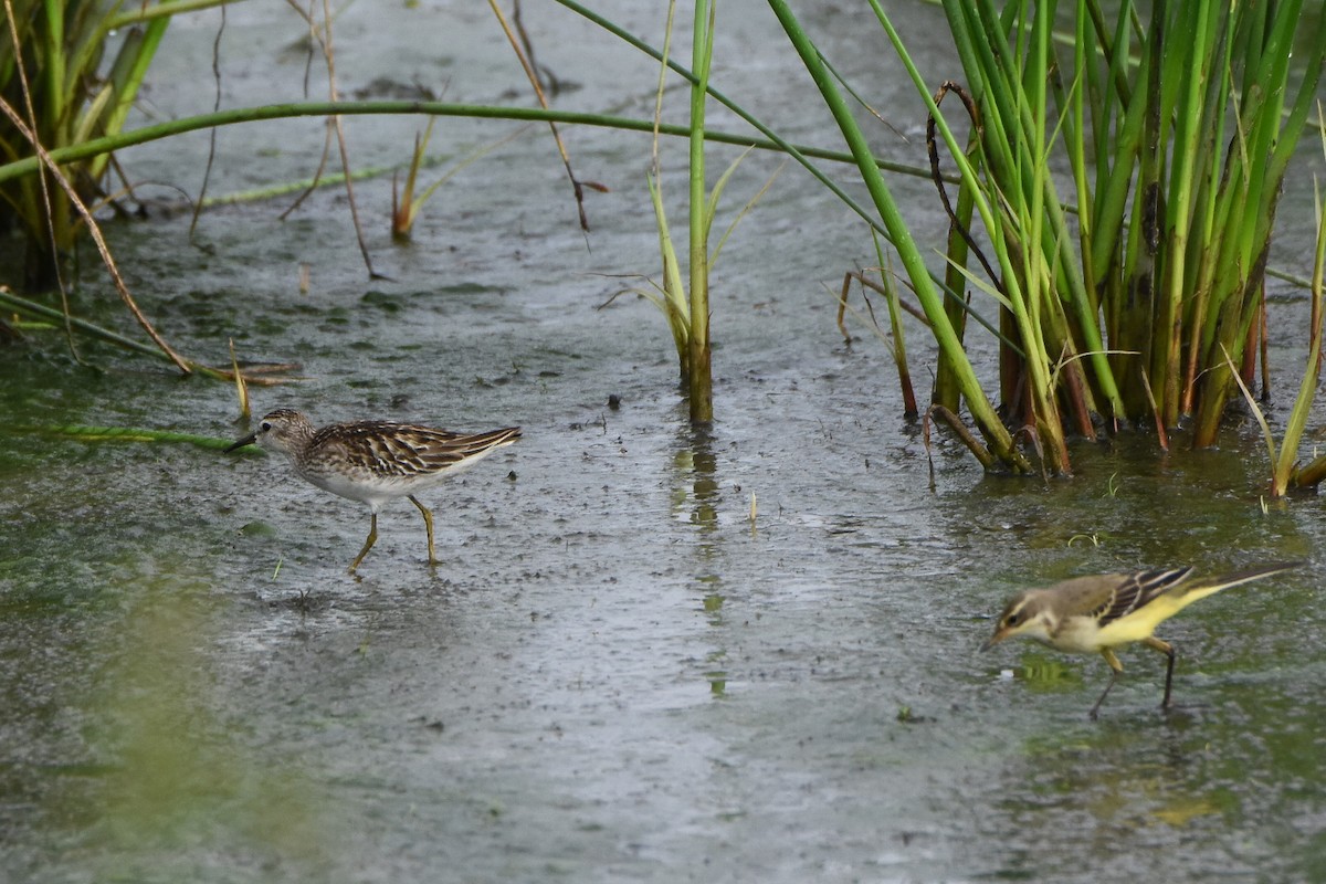 Long-toed Stint - ML70684051