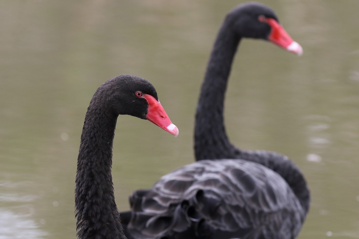 Black Swan - ML70684291