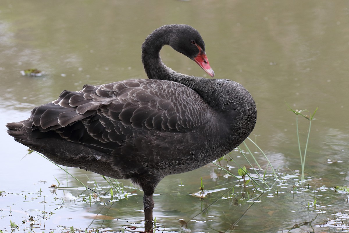 Black Swan - ML70684311