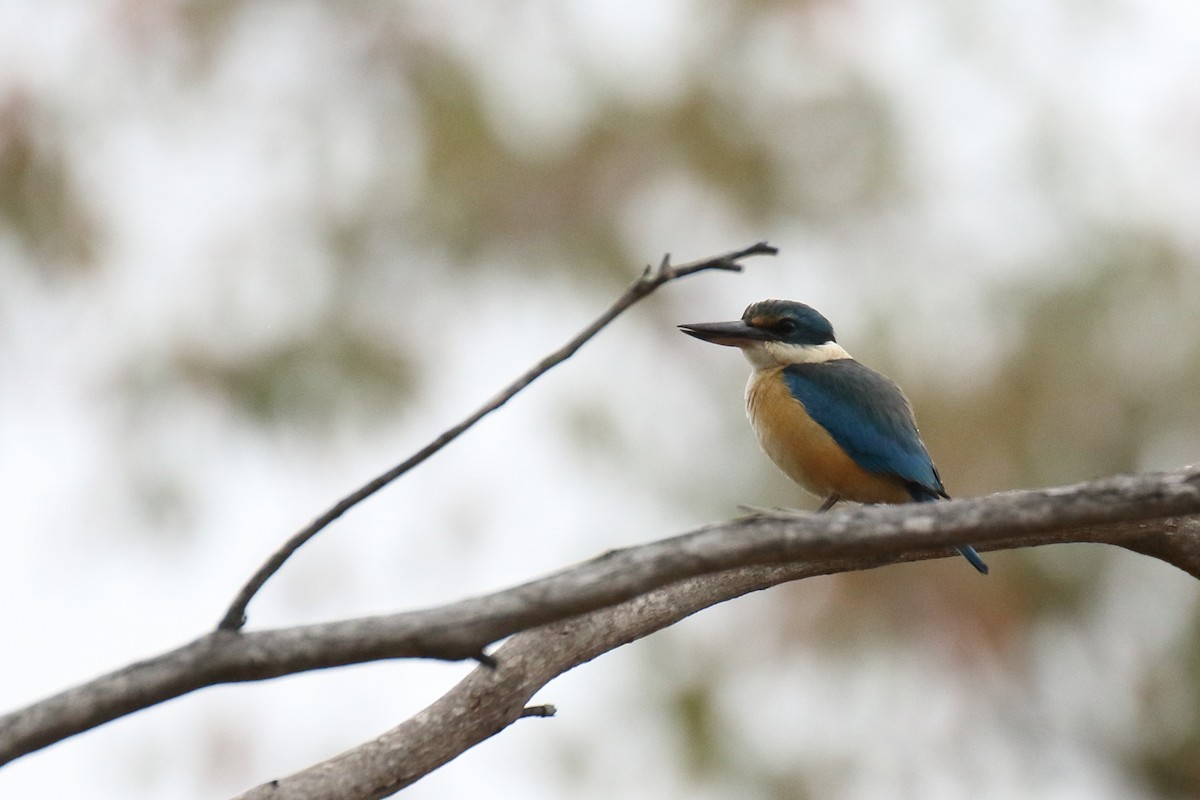 Sacred Kingfisher - ML70684391