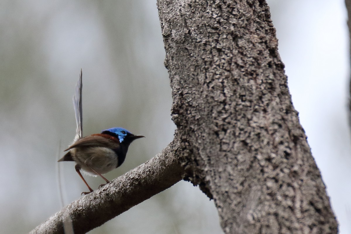 Variegated Fairywren - ML70684421