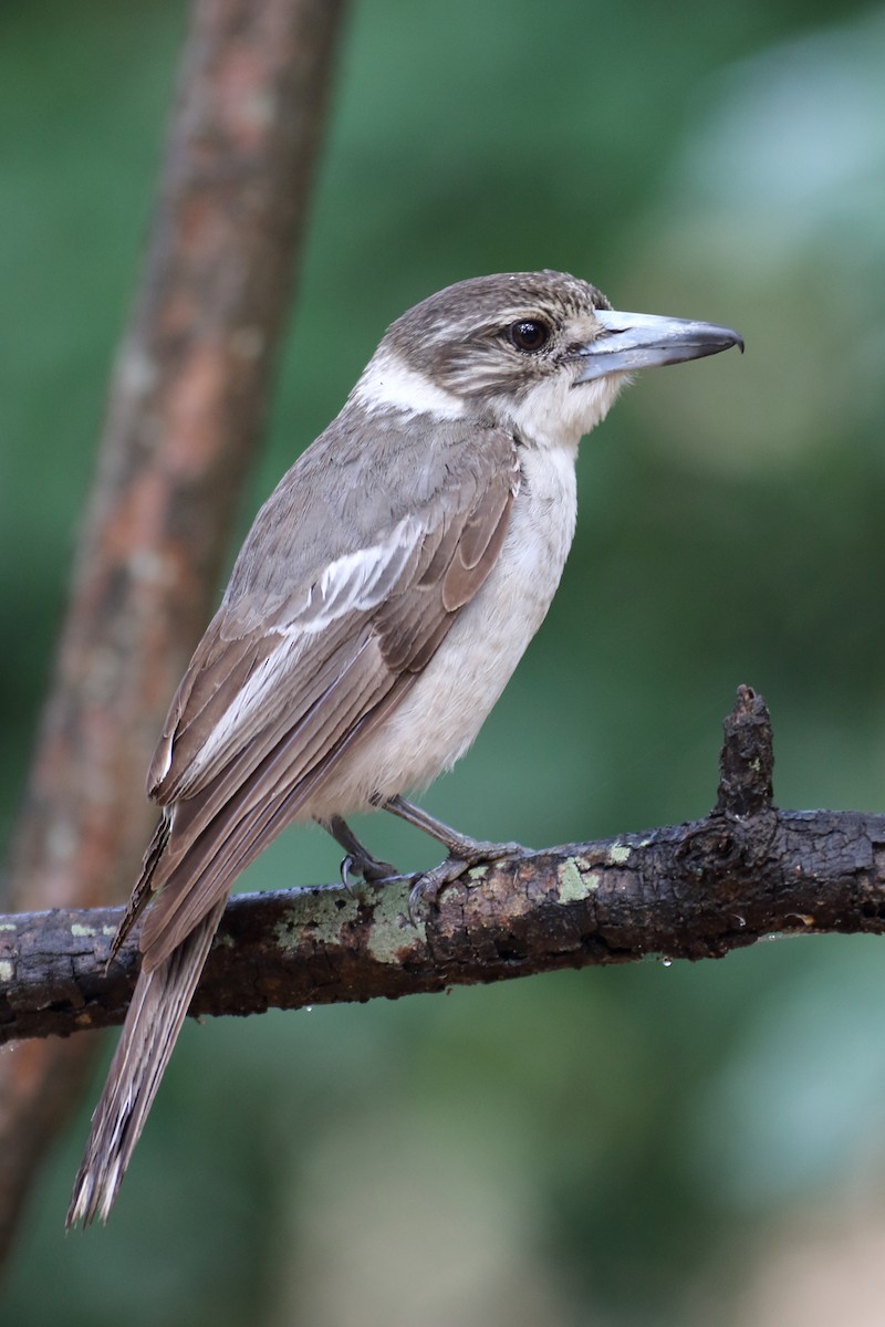 Gray Butcherbird - ML70684441