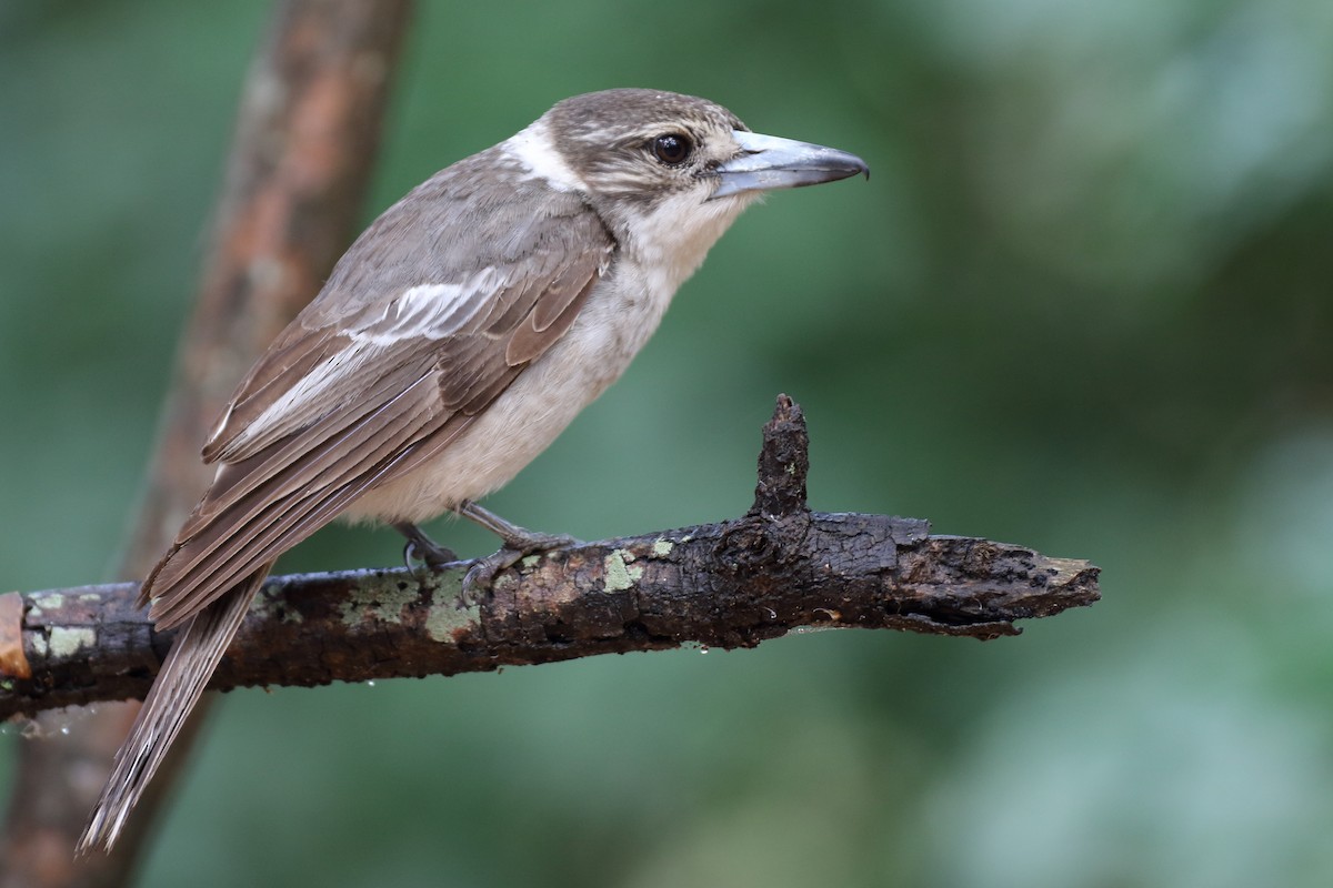 Gray Butcherbird - ML70684501