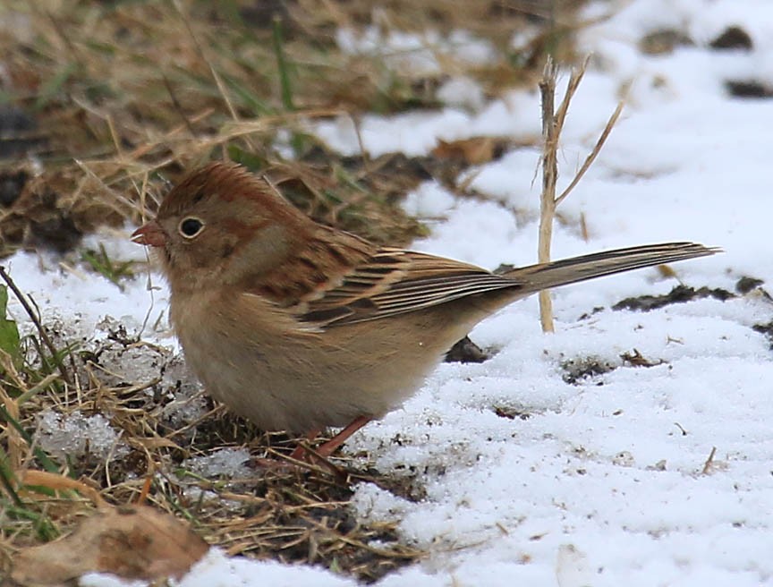 Field Sparrow - Mark Dennis