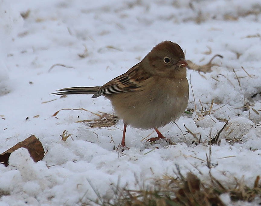 Field Sparrow - Mark Dennis