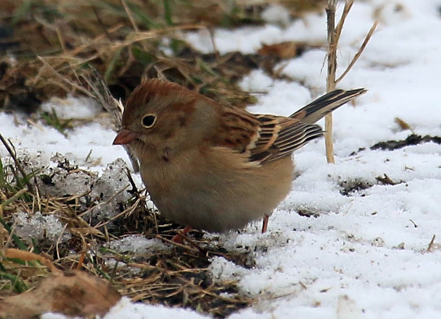 Field Sparrow - Mark Dennis