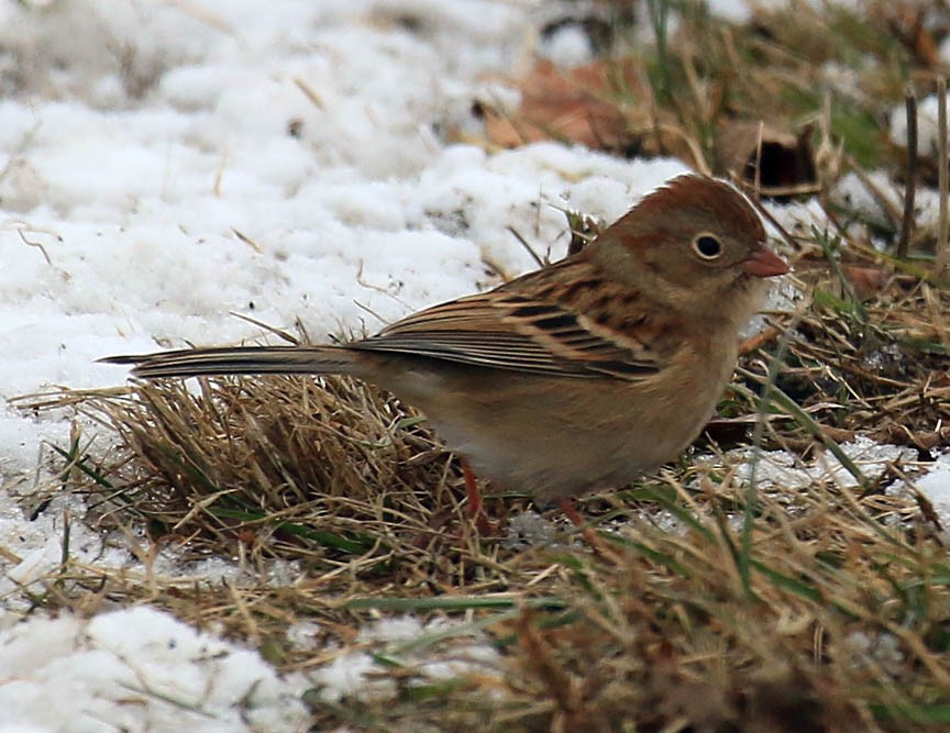 Field Sparrow - Mark Dennis