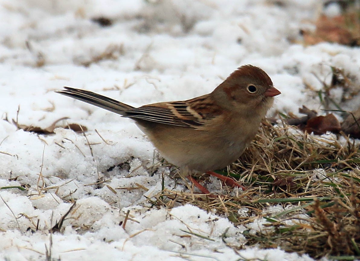 Field Sparrow - Mark Dennis