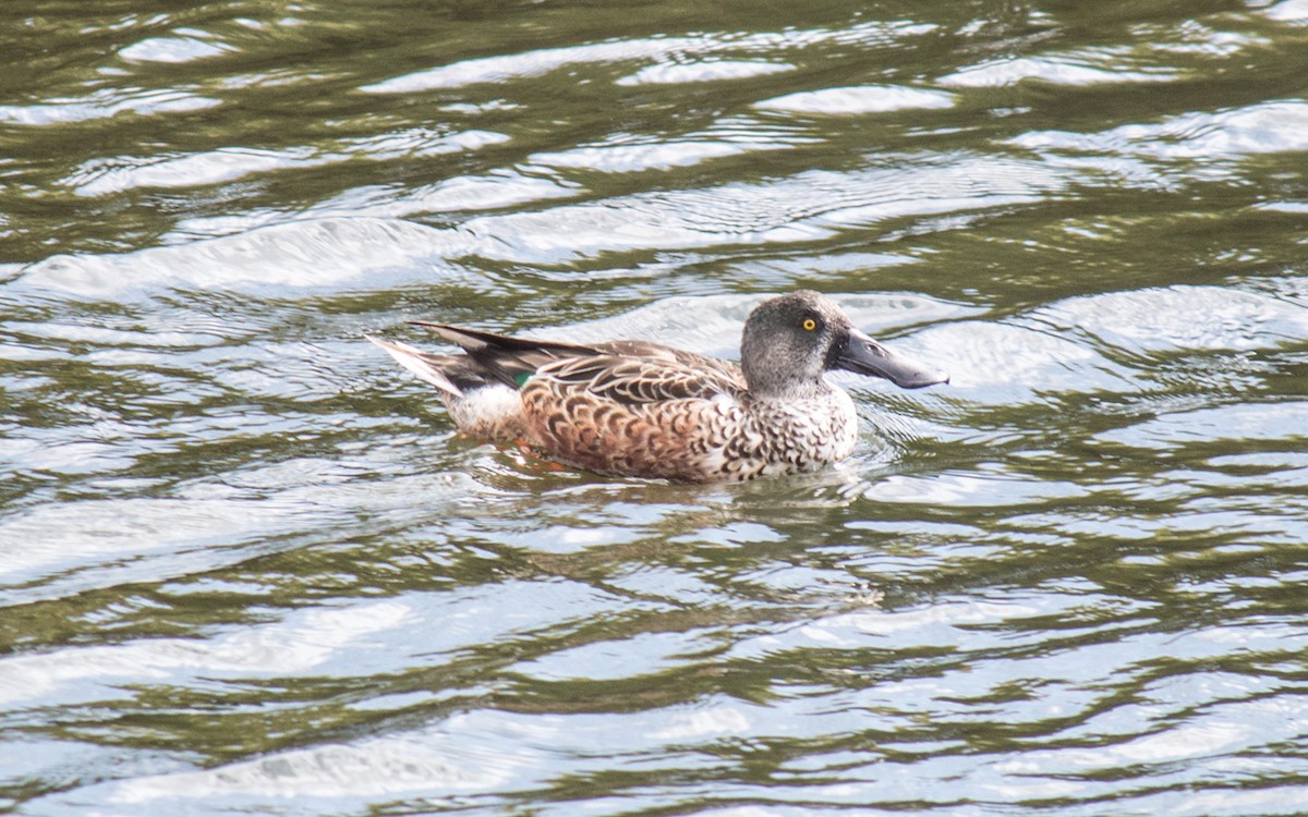 Northern Shoveler - ML70685451