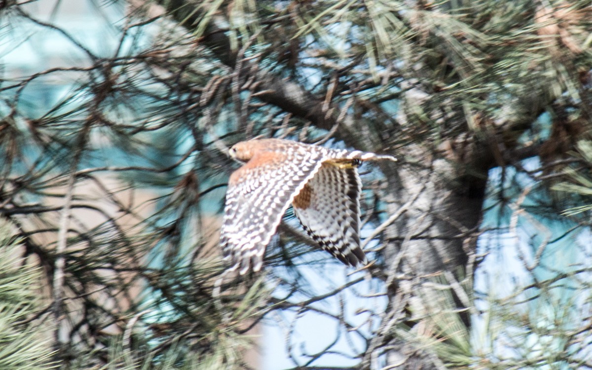 Red-shouldered Hawk - ML70685611