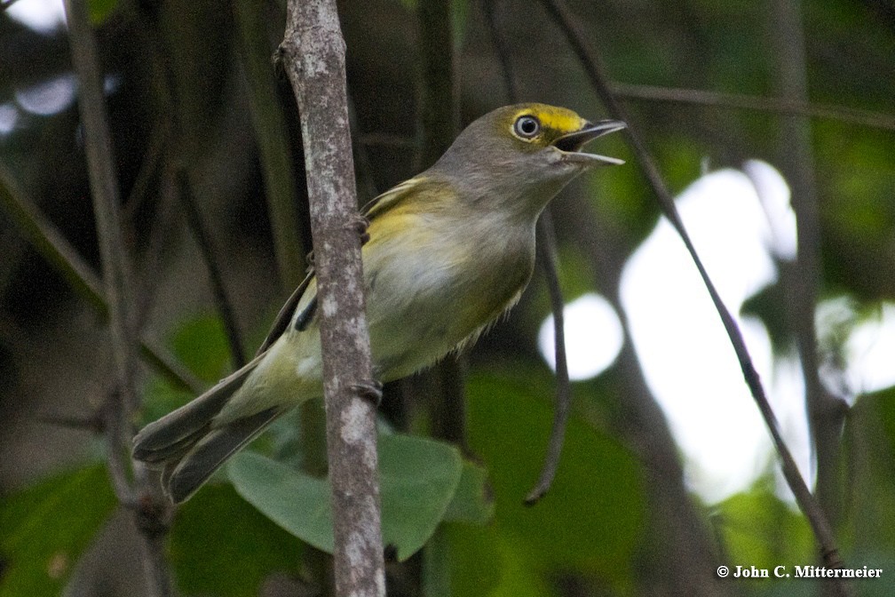 Weißaugenvireo - ML706859