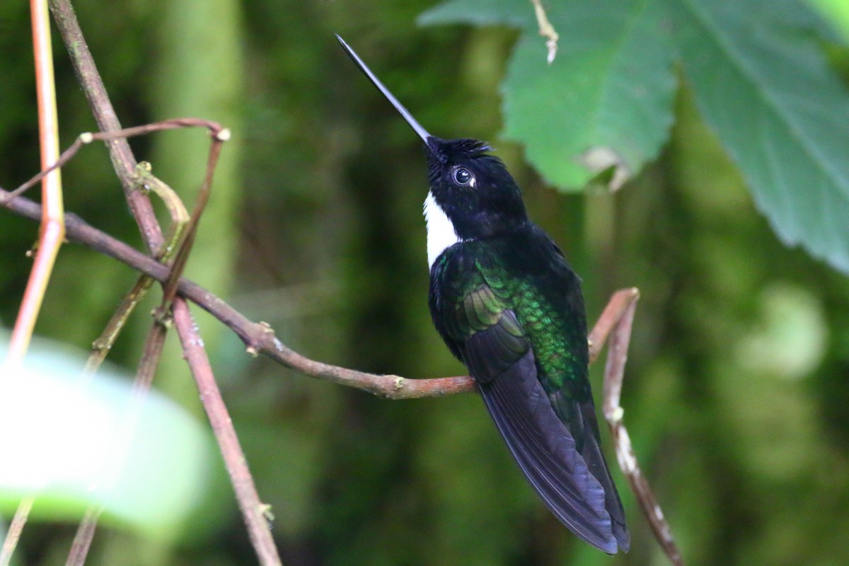 Collared Inca - Devin Griffiths