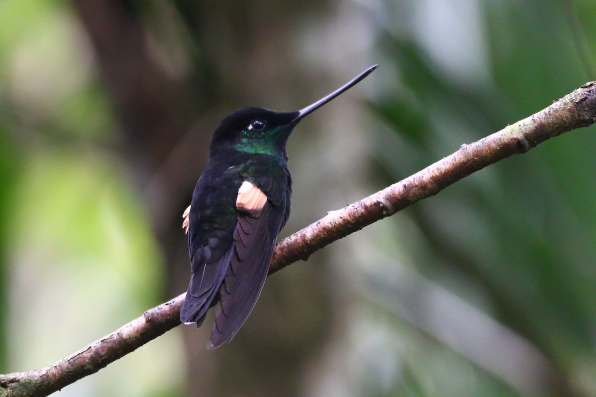 Buff-winged Starfrontlet - Devin Griffiths