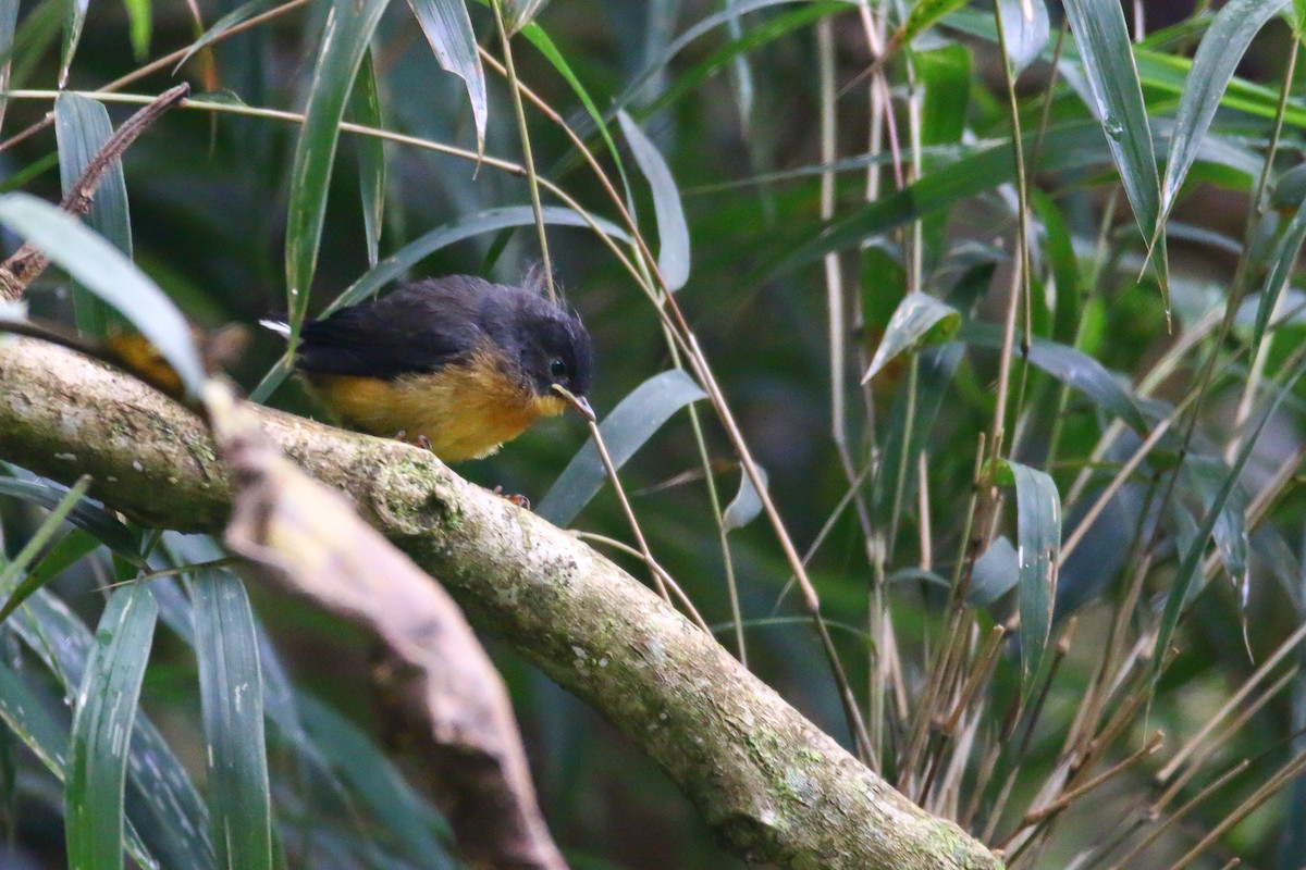 Spectacled Redstart - ML70687501