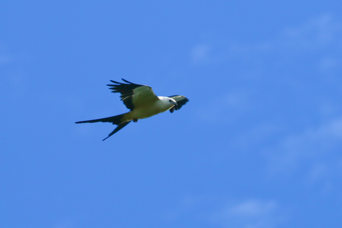 Swallow-tailed Kite - Devin Griffiths