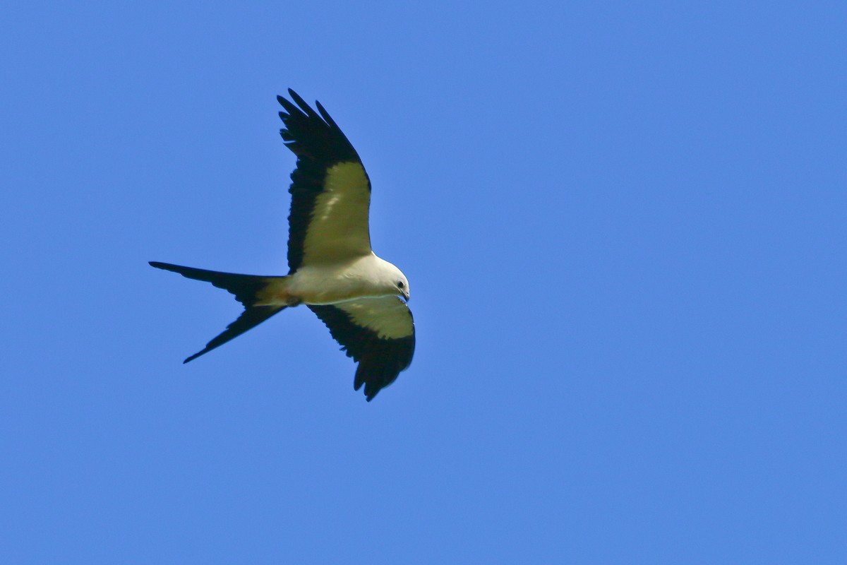 Swallow-tailed Kite - Devin Griffiths