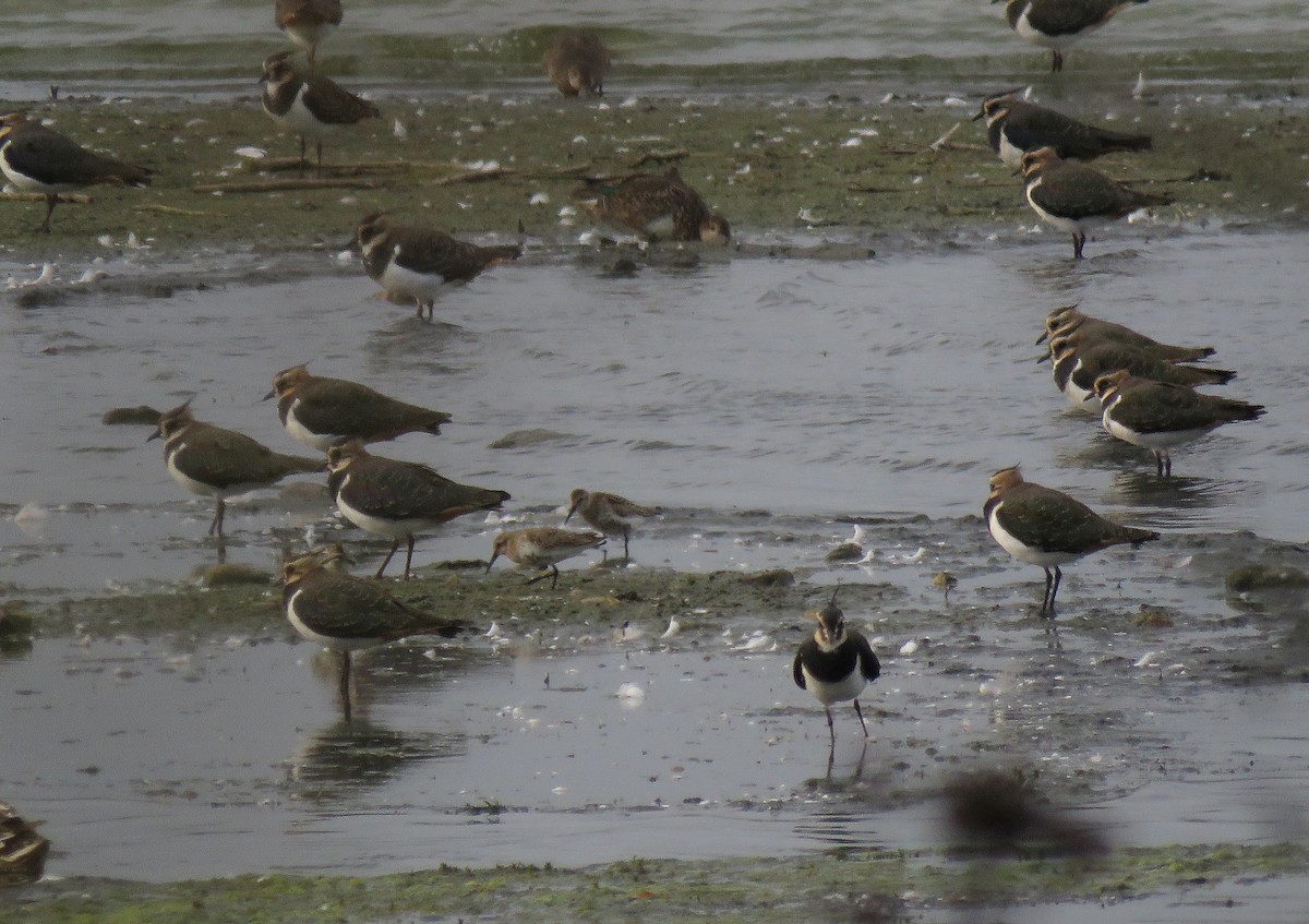 Dunlin - ML70687971