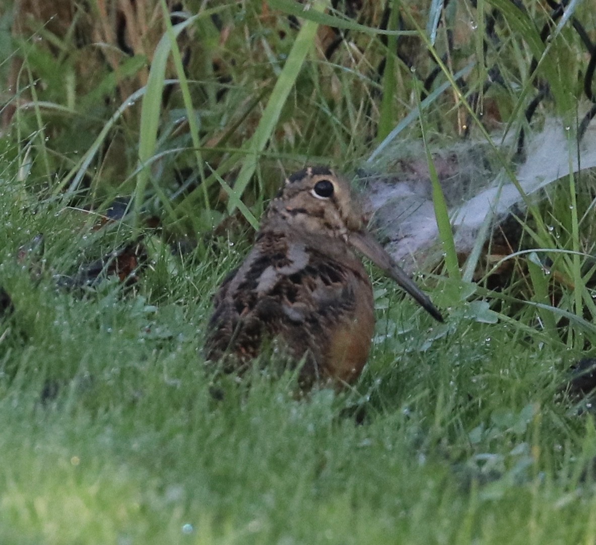 American Woodcock - ML70688041