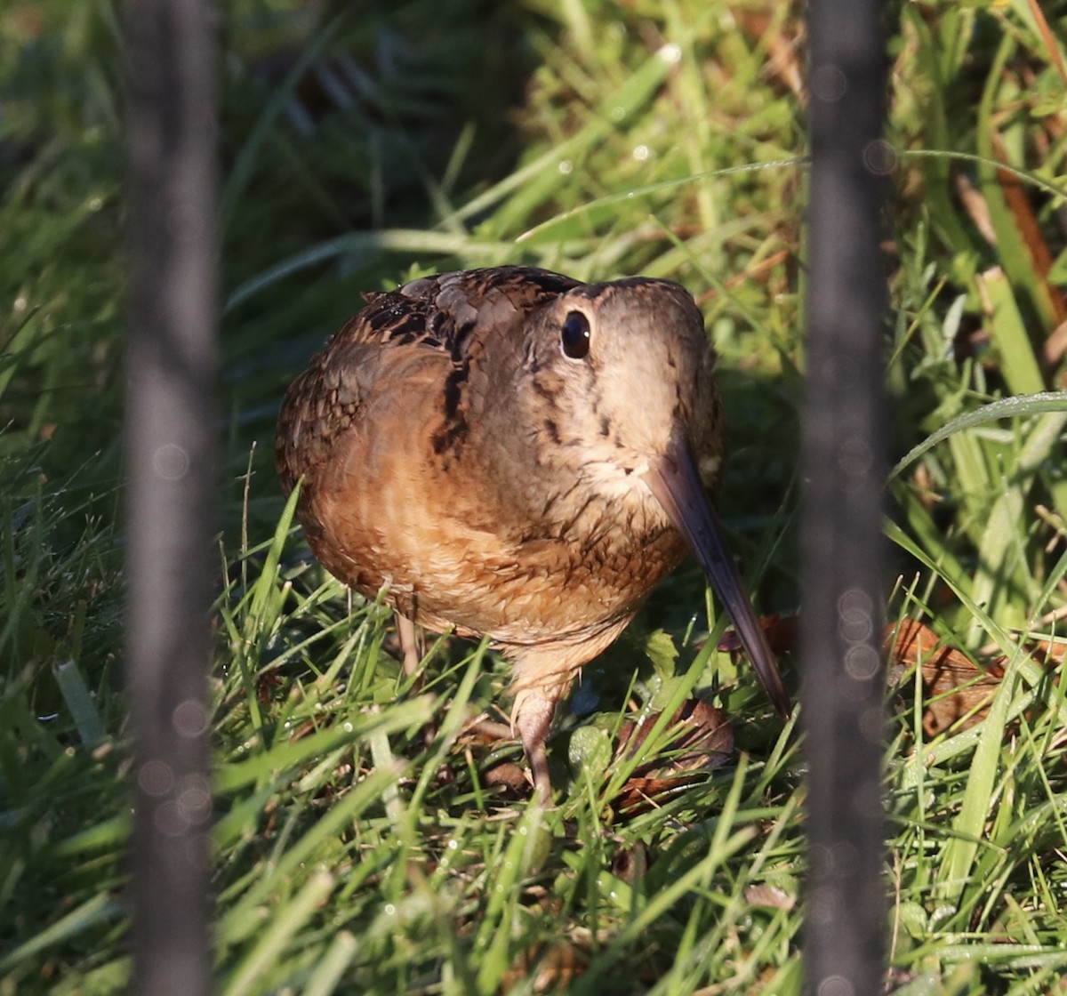 American Woodcock - ML70688061