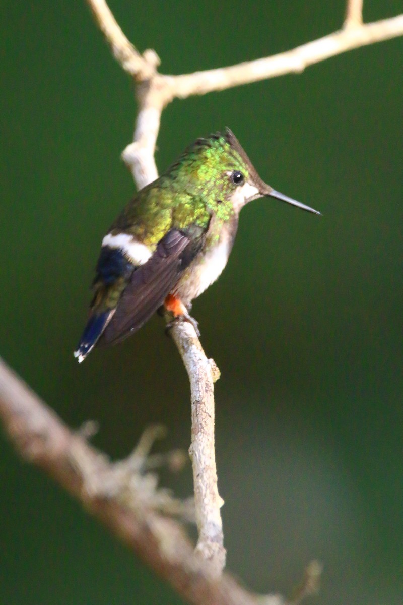 kolibřík ostrochocholatý - ML70688141