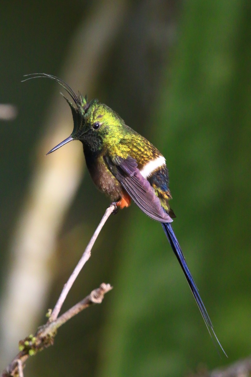 kolibřík ostrochocholatý - ML70688191