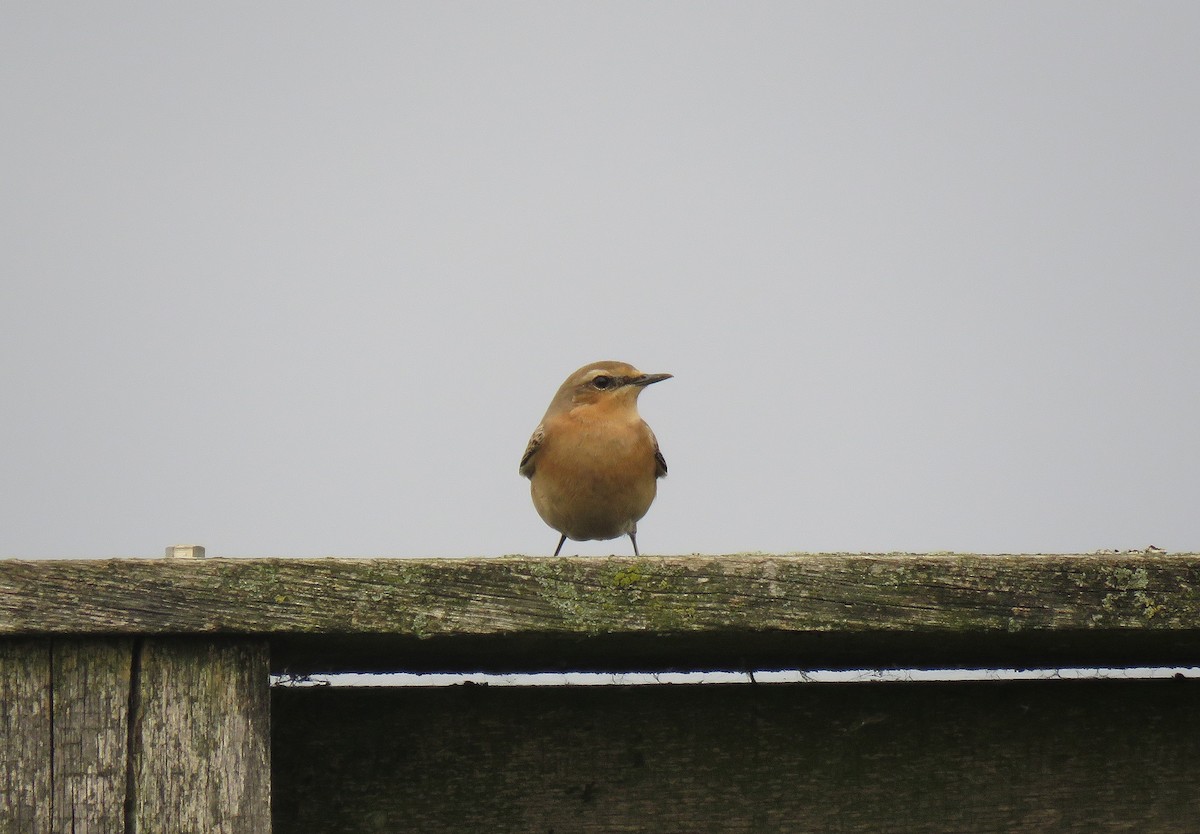 Northern Wheatear - ML70688201