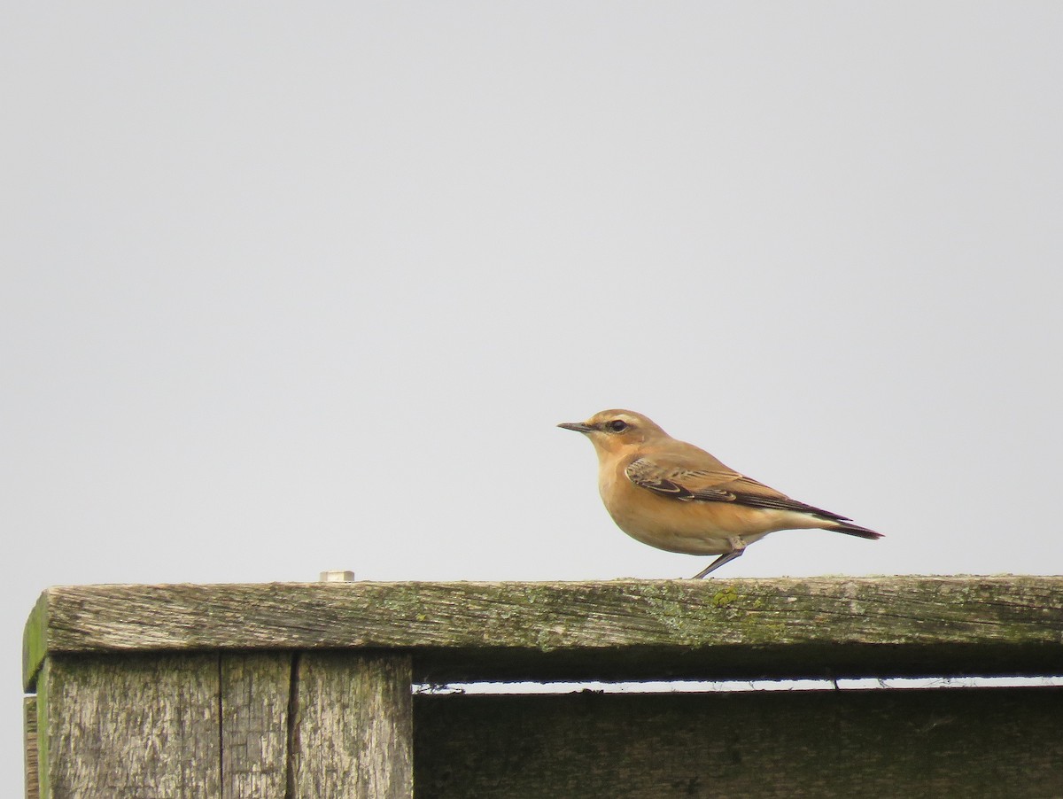 Northern Wheatear - ML70688211